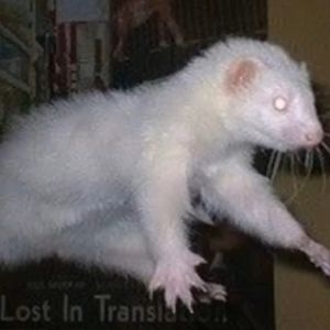 Meet your Posher, Ella